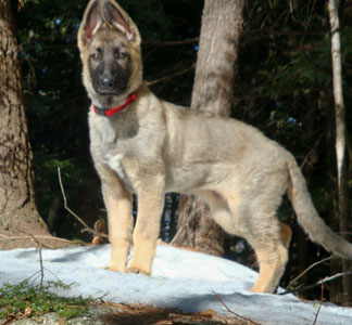 sable german shepherd puppies