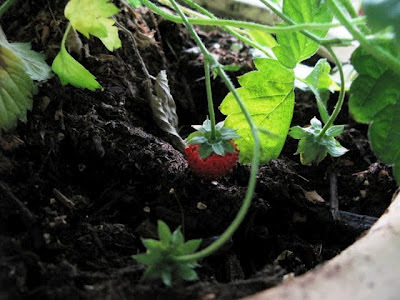 lone red berry