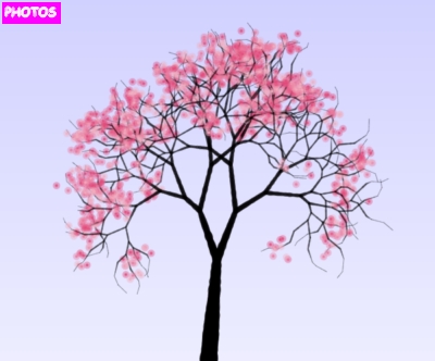 Cherry Blossom Tree Drawing | Cherry Blossom Tree
