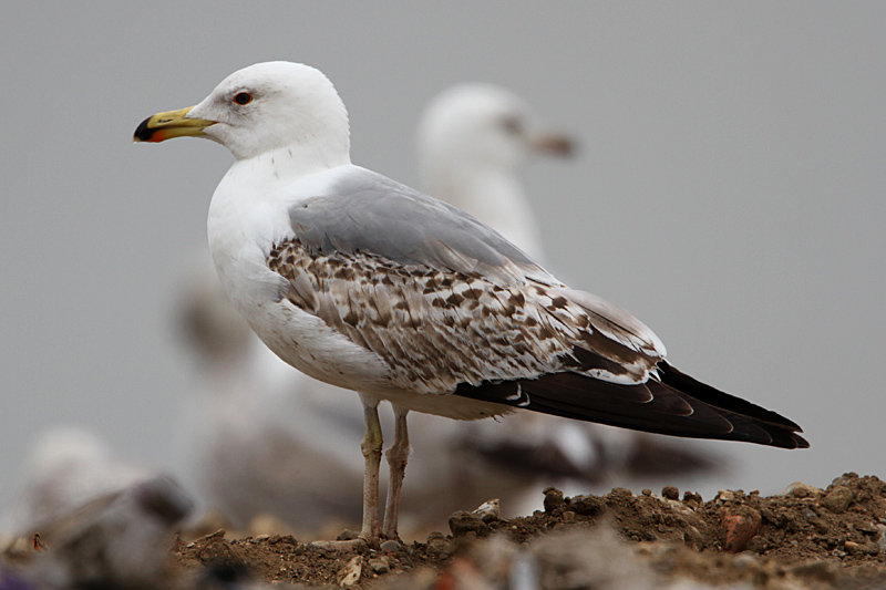 Gull ID Help June in Porto, Portugal Herring Gull? A mix of