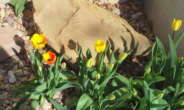 Then these orange touched ones bloomed and they were beautiful! Teaching_Inspirefly