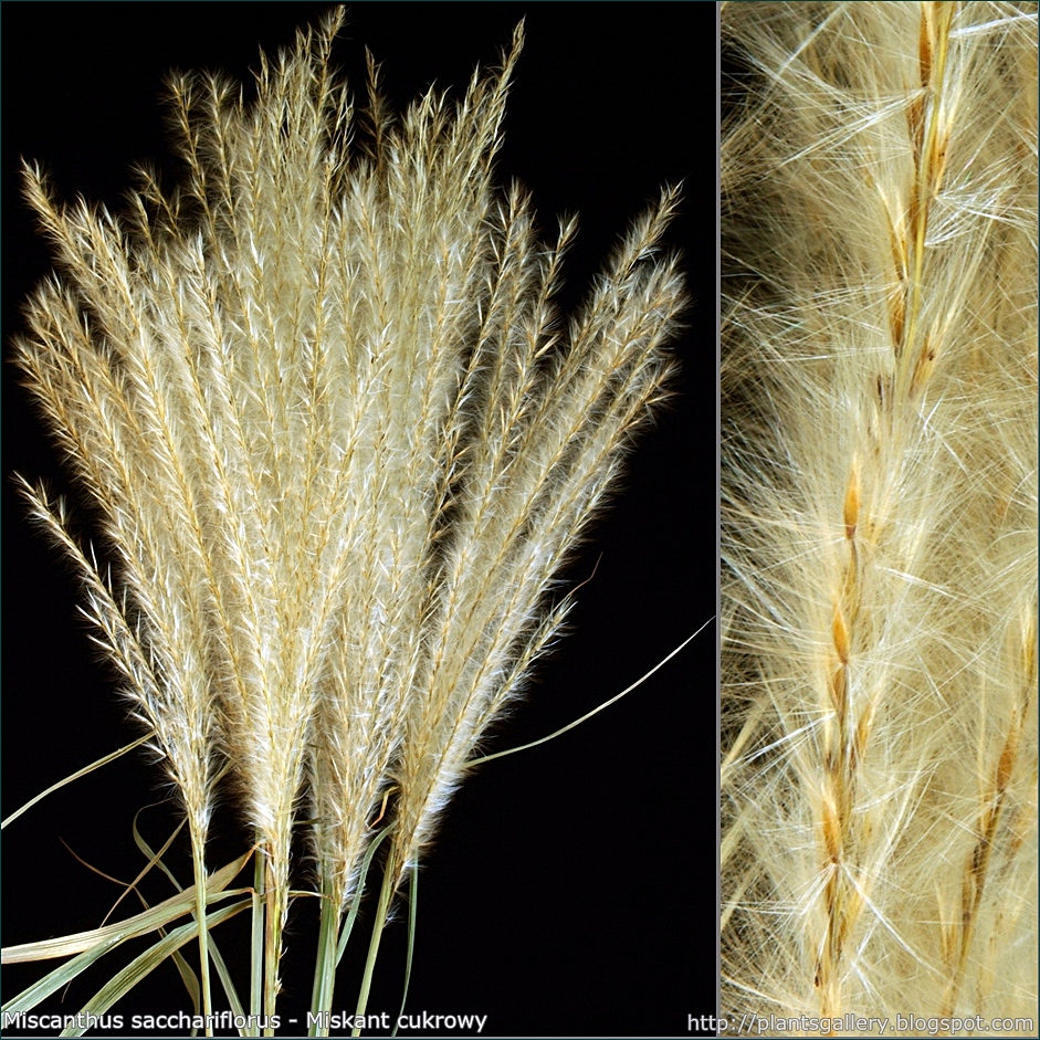 Miscanthus sacchariflorus - Miskant cukrowy nasiona