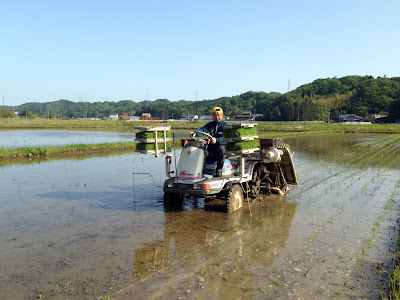 田植え