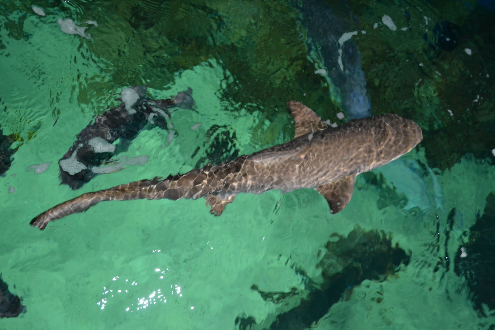 Virginia Living Museum Sharks and Rays Virginia Living Museum