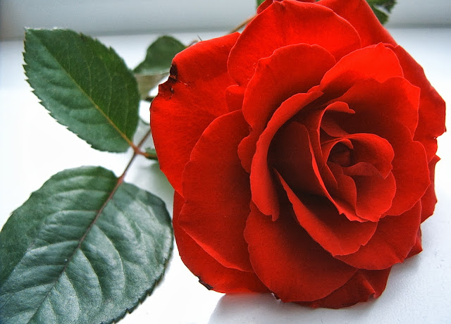 Red Rose Wallpapers Free Download