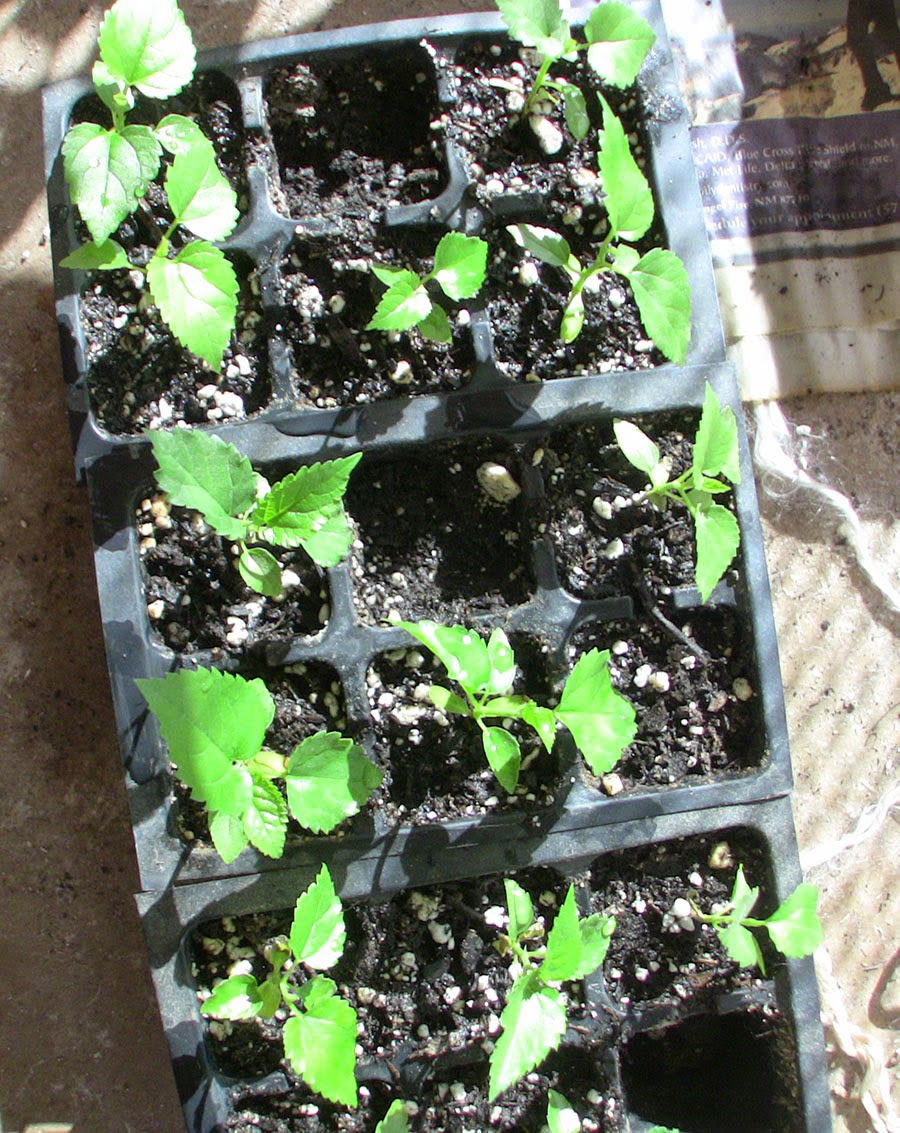 blue beetle permaculture studio february 2015 blue beetle permaculture studio february 2015