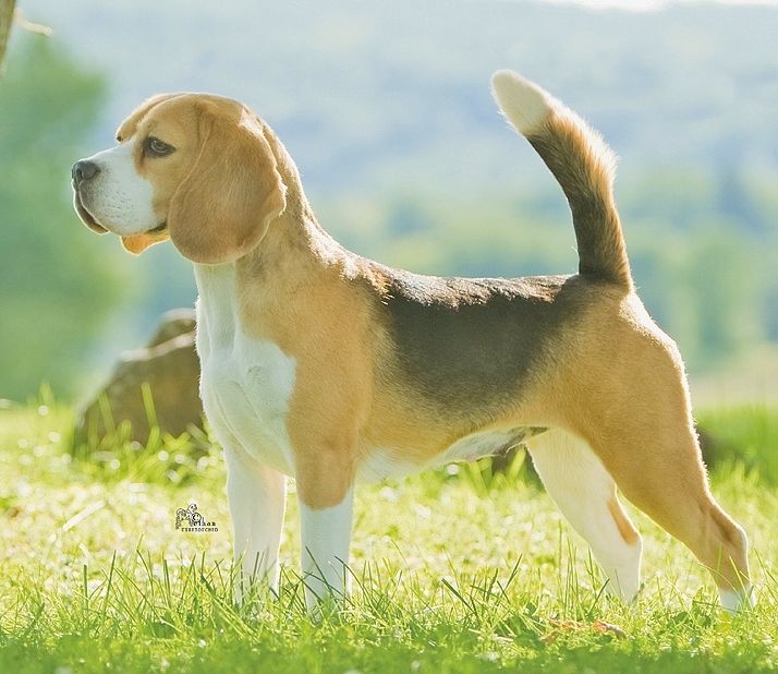samoyed beagle cross