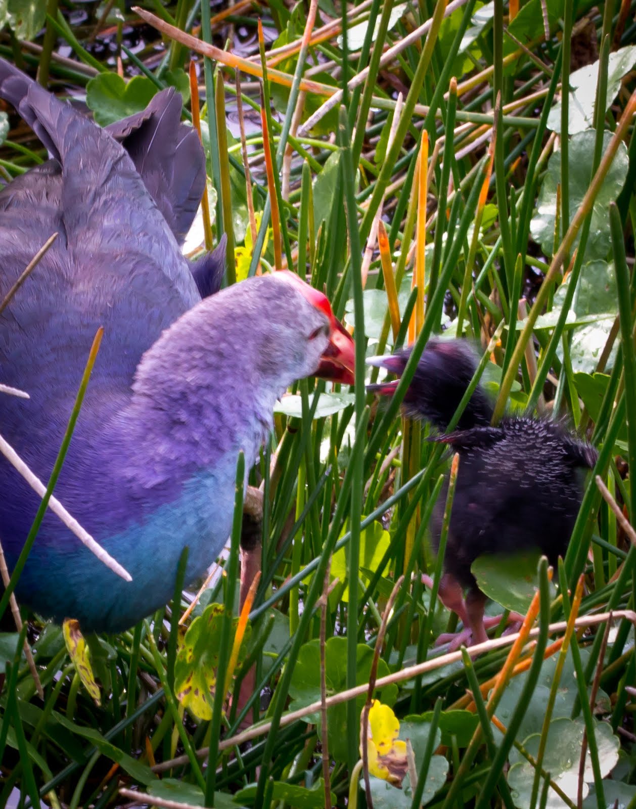 Purple Swamphen feeding a chick