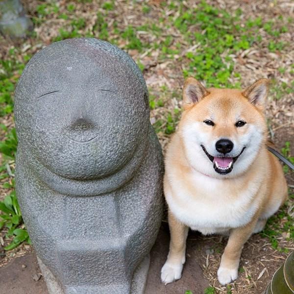 สุนัข ชิบะ อินุ