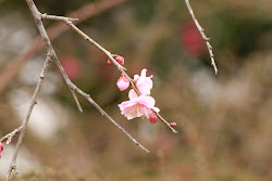 March Bloom