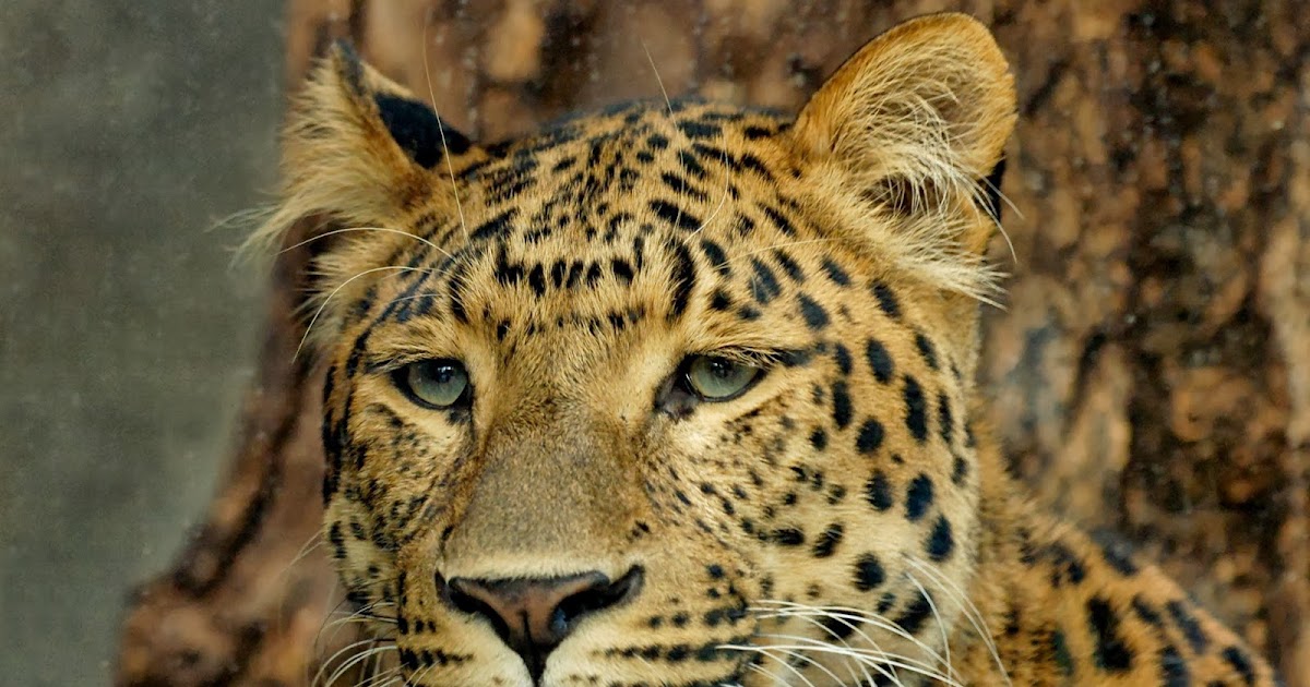 Macan Tutul Cina Utara