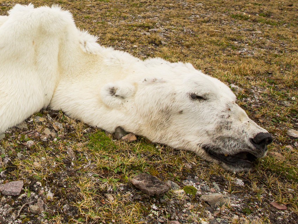Proper Course Dead Polar Bear