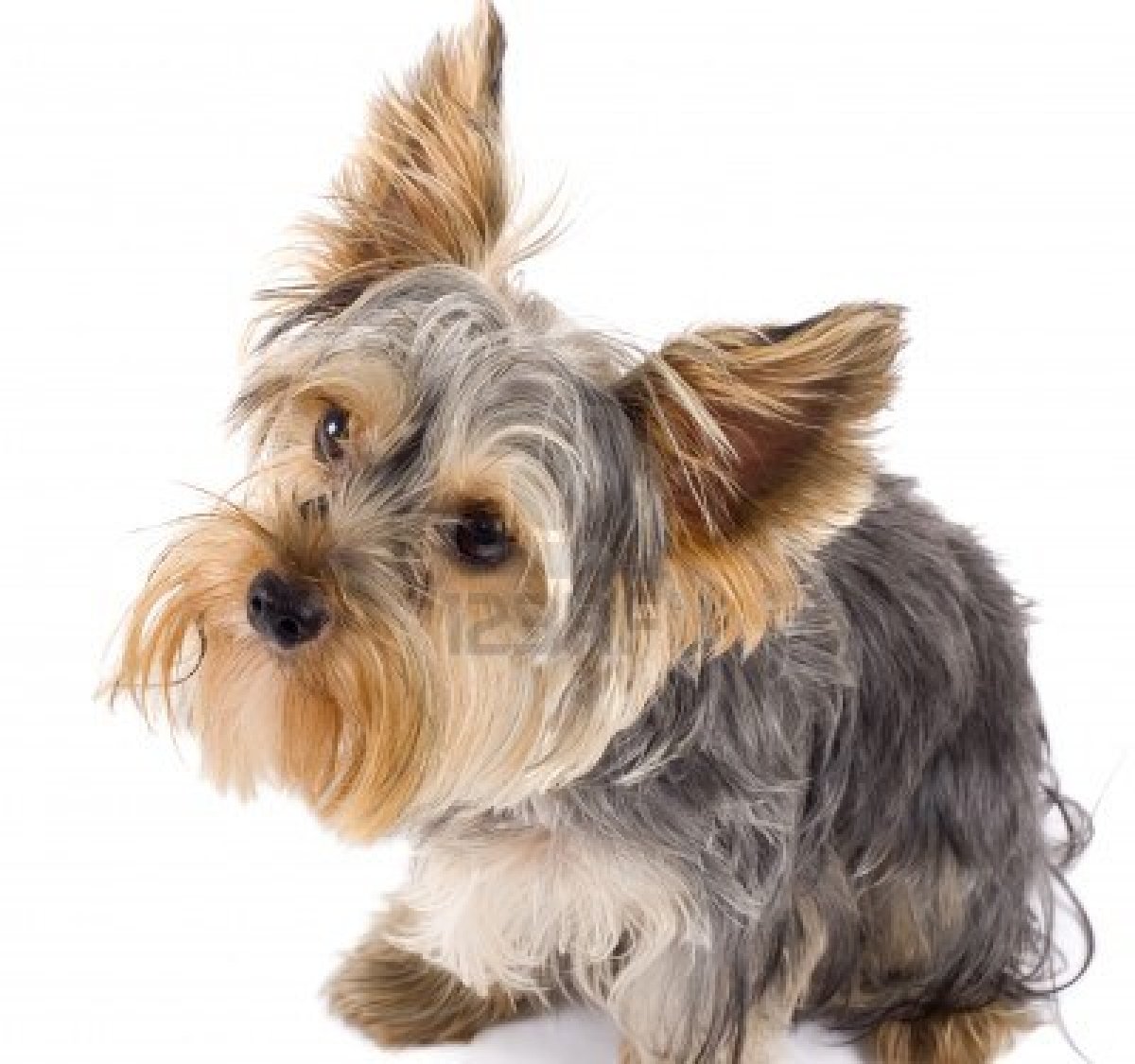 what to look for when searching for a dog If you want to search for your next dog online, visit the official website of a legitimate animal shelter or rescue group or, search a reliable website like petfindercom , where many animal shelters and rescue groups post adoptable dogs. what to look for when searching for a dog If you want to search for your next dog online, visit the official website of a legitimate animal shelter or rescue group or, search a reliable website like petfindercom , where many animal shelters and rescue groups post adoptable dogs.
