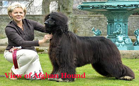 Dogs Gallery Overview For Afghan Hound Dog
