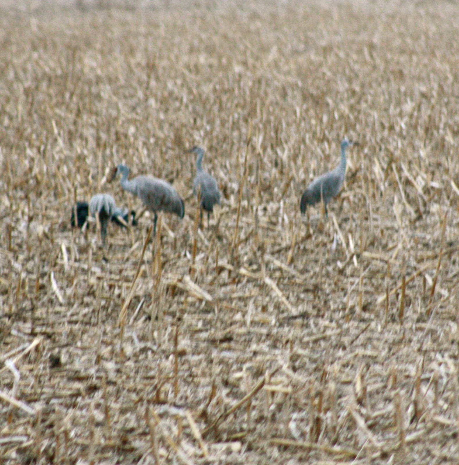 Birds In Nebraska