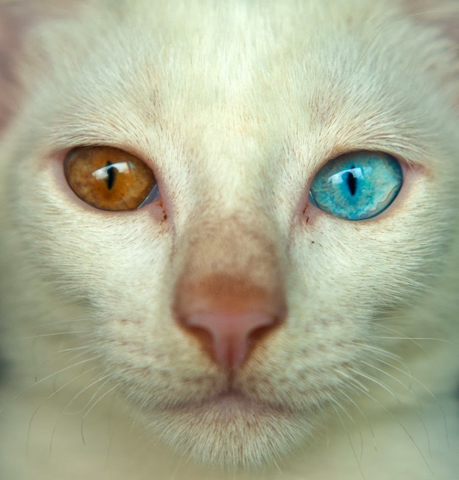 24 Cutest Cats with Different Color Eyes - Best Photography, Art