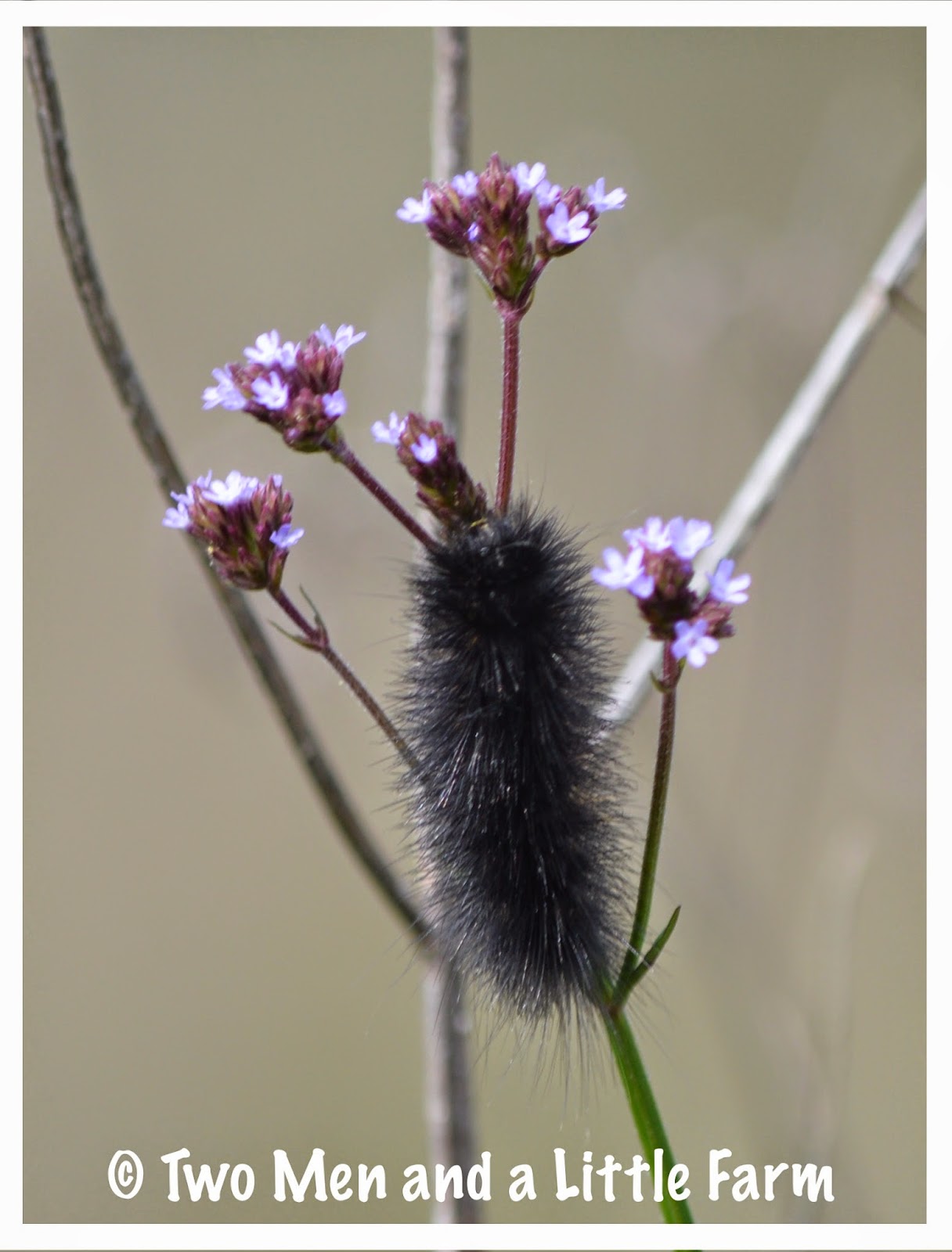 Two Men and a Little Farm BLACK WOOLY BEAR CATERPILLAR