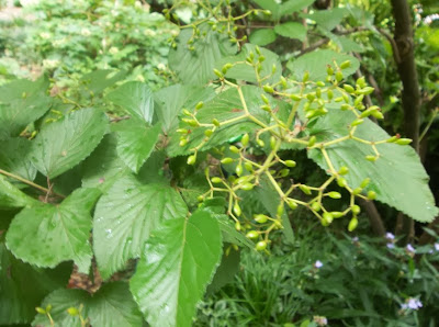 Faaxaal Photos Nature Gratuites Et Libres De Droits Photos D