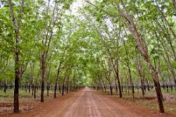Rubber plantation in Kompong Cham province