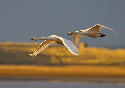 whooper swans in flight