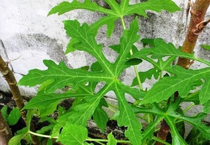 cara mengolah daun gedi,manfaat daun gedi untuk ibu hamil,daun gedi hibiscus manihot,tumbuhan daun gedi,Flora daun gedi,kegunaan daun gedi,pohon gedi, cara mengolah daun gedi,manfaat daun gedi untuk ibu hamil,daun gedi hibiscus manihot,tumbuhan daun gedi,Flora daun gedi,kegunaan daun gedi,pohon gedi,