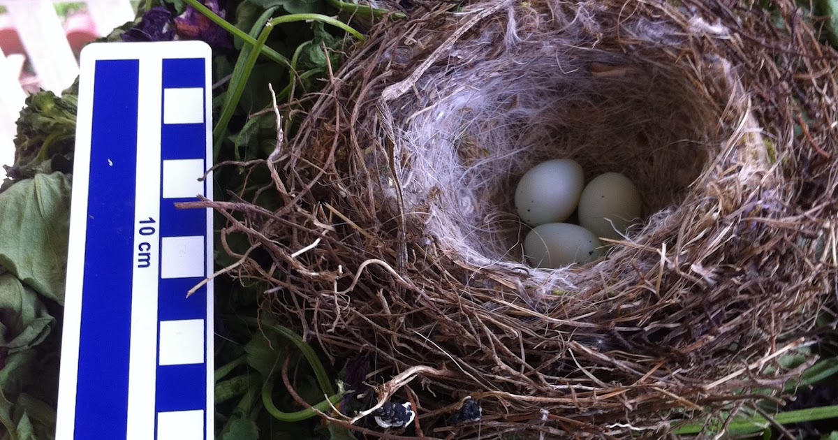 Superoceras: Backyard Ornithology: House finch breeding