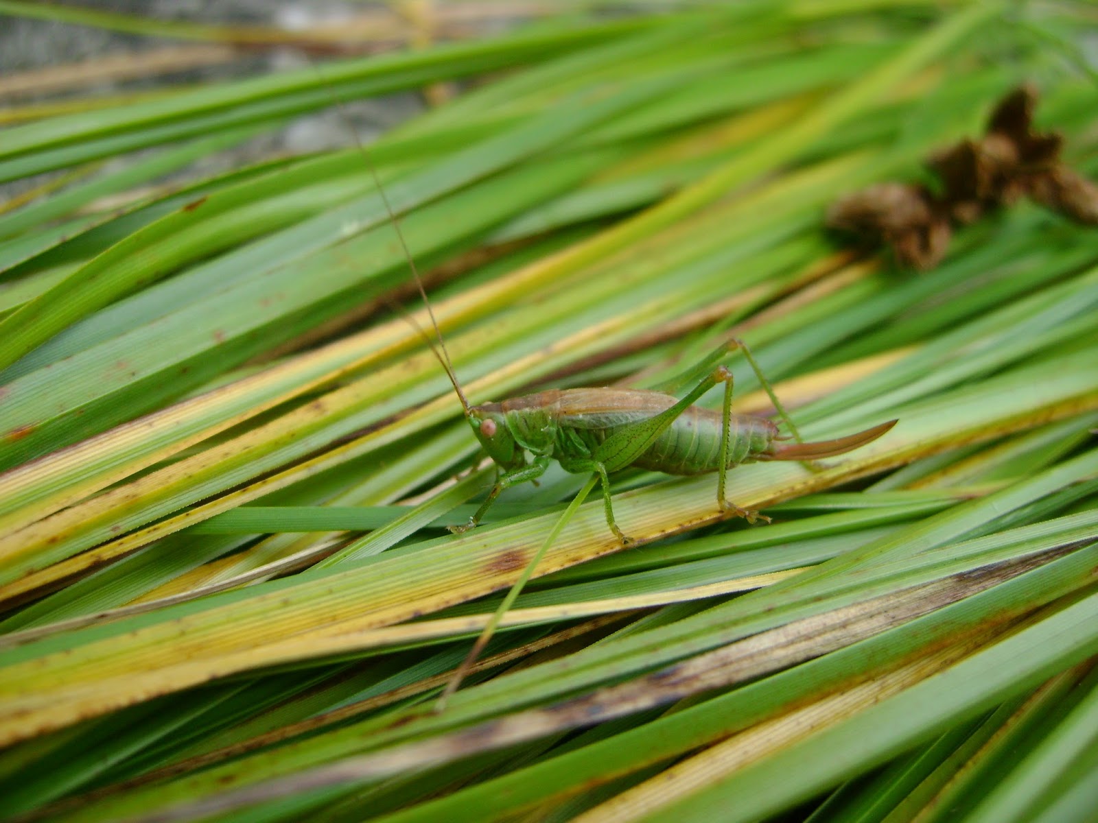 Woza Mark 2009 Omahu Bush Tracks And Trees