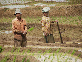 Farmer in Batang Toru Forest Area