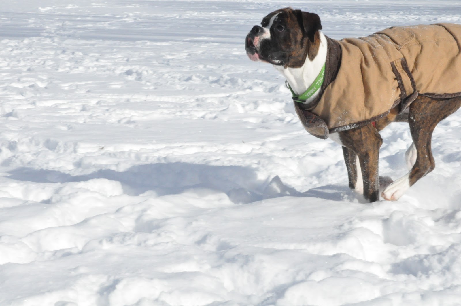 I Have A Boxer Snow Boxers