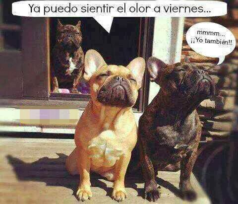 Lista definitiva Las 38 imágenes de perros más chistosas - imagenes chistosas perros
