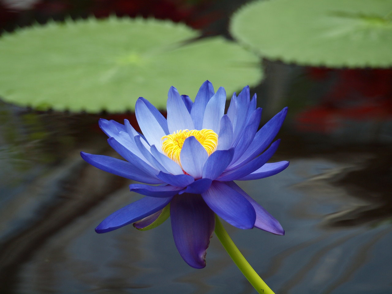 Dark Blue Water Lilies Painting Dark Blue Water Lilies Painting