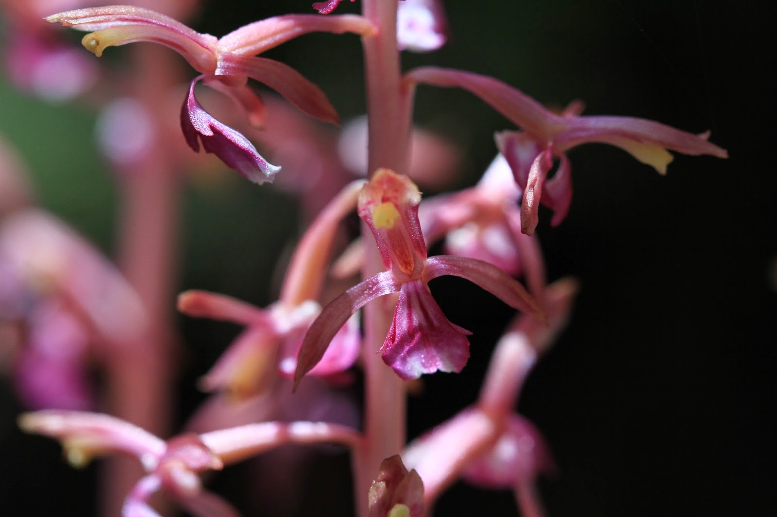 Corallorhiza mertensiana (Western Coralroot - Orchid) 