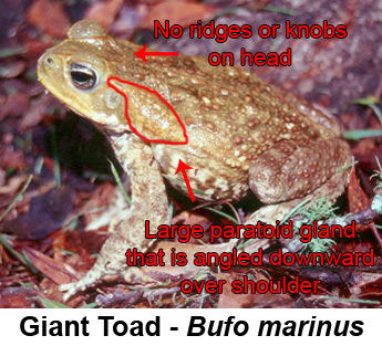 Florida+Poison+Frogs Lap of Love Veterinary Hospice: Bufo Toad Toxicity, by Dr. Laura ...