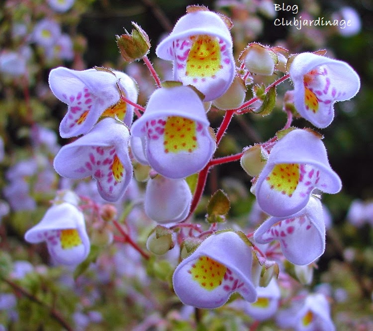 Le Blog Des Intervenants Les Plus Belles Fleurs