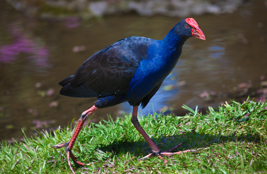 What Karen Sees New Zealand Birds