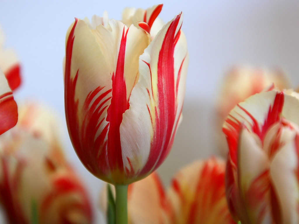Unique Wallpaper: The Flower Of Love