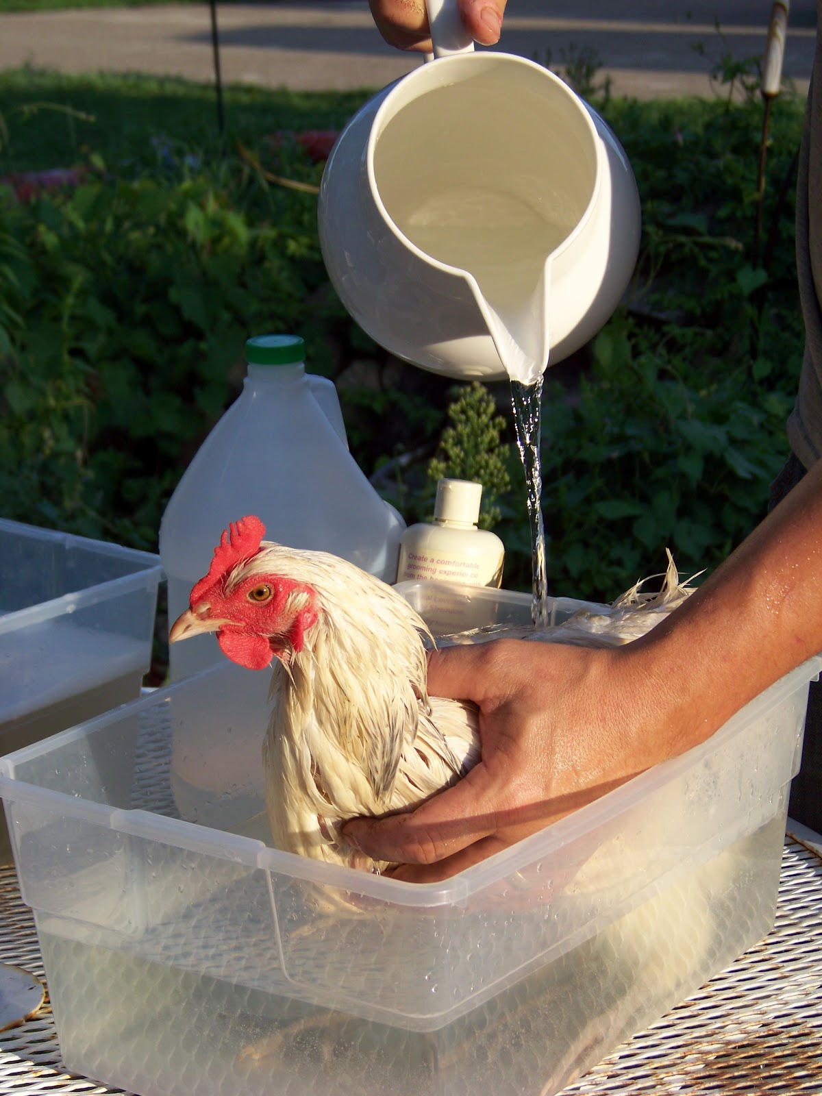 Chicken Bath 101 Community Chickens