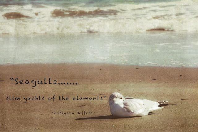 Photo-per-Diem-A Photography Blog: Sleeping Seagull