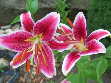 Stargazer lilies, one of my favorites  2012