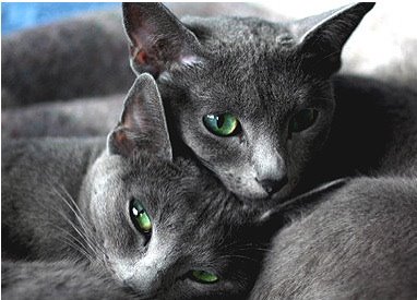 GATOS COMO MASCOTAS gatos como mascotas: