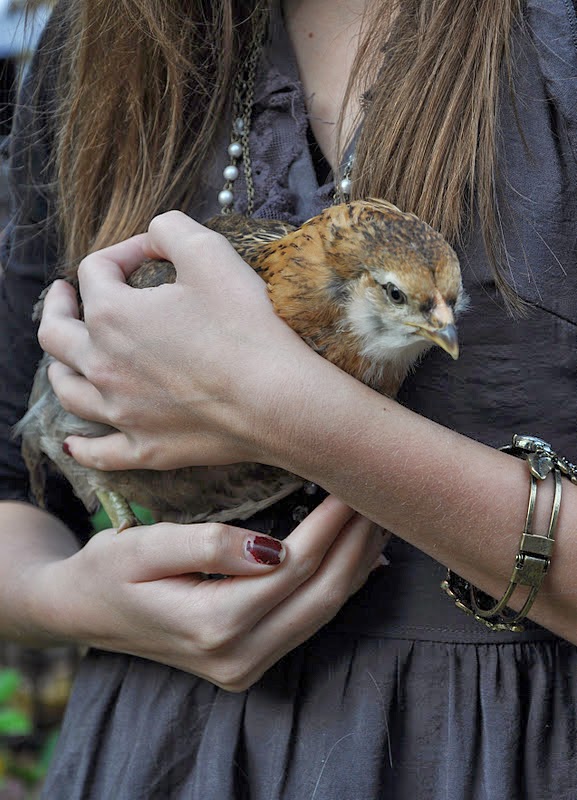 Boho Farm and Home: Merry Christmas From Our Farm to Yours!