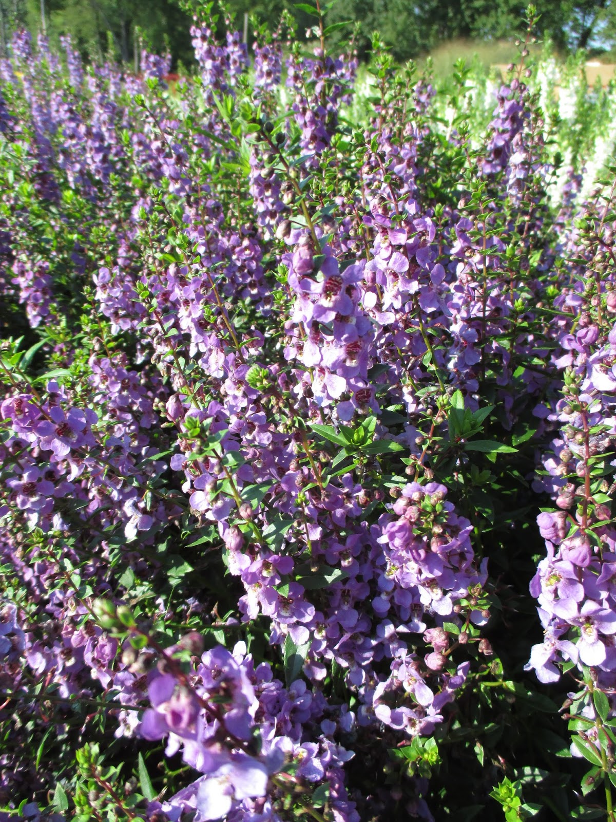 Proven Winners Colorchoice Plant Of The Week Ah Ha It S The