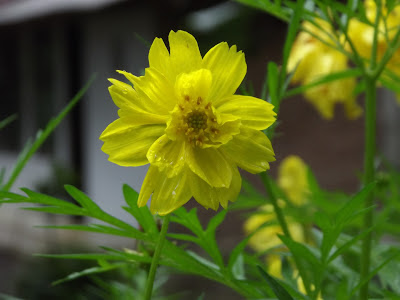 yellow-flowers