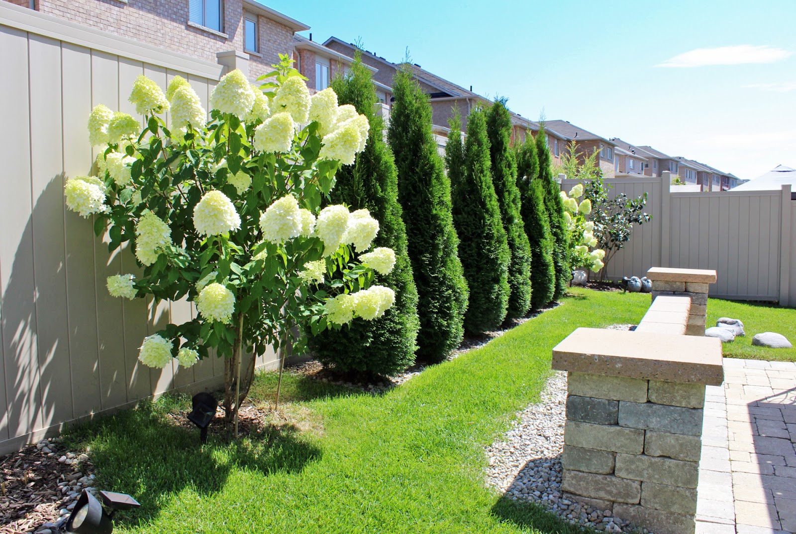 Limelight Hydrangeas In Bloom