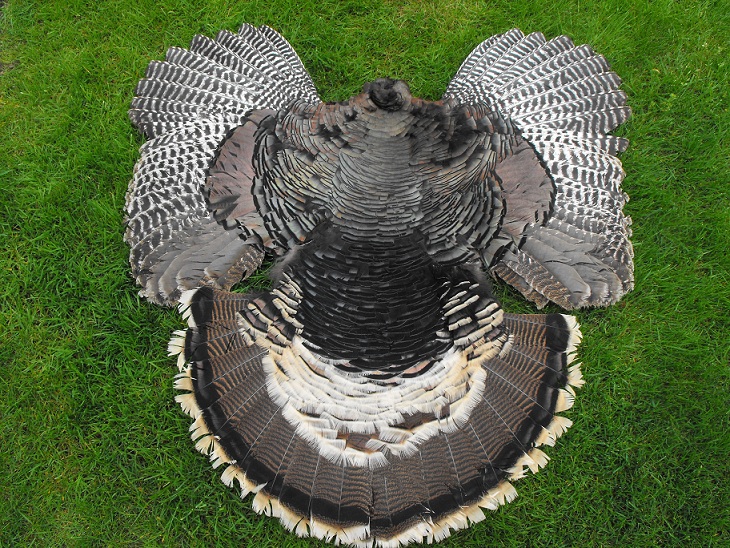 NWOUTBACK Merriam's Turkey Rug