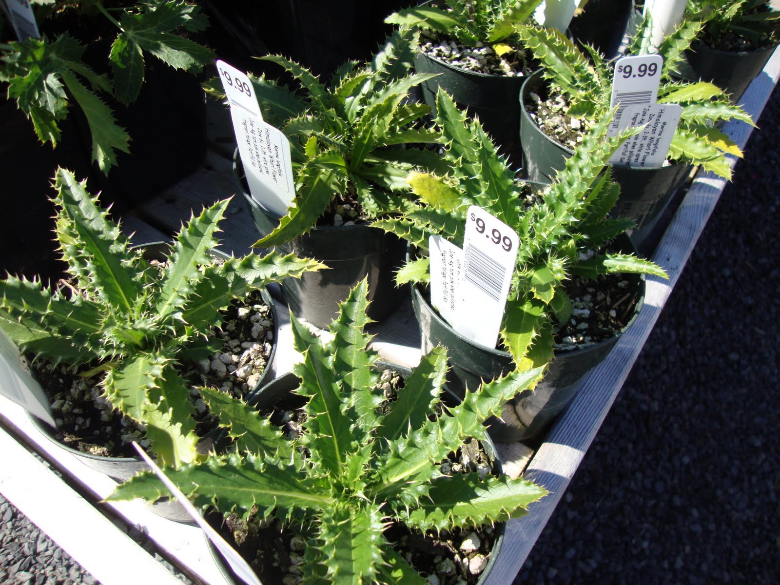 Dingue De Plantes Tulipa Blushing Apeldoorn Sambucus Racemosa