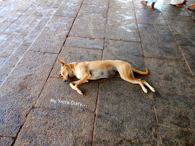 Dog sleeping at the Shree Muthappan Temple, Parassinikadavu, Kannur