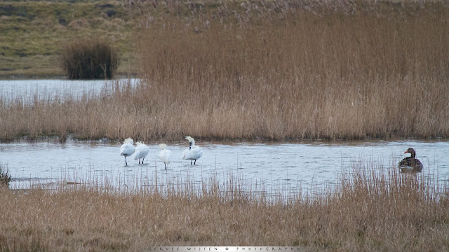 Lepelaar - Spoonbil - Platalea leucorodia