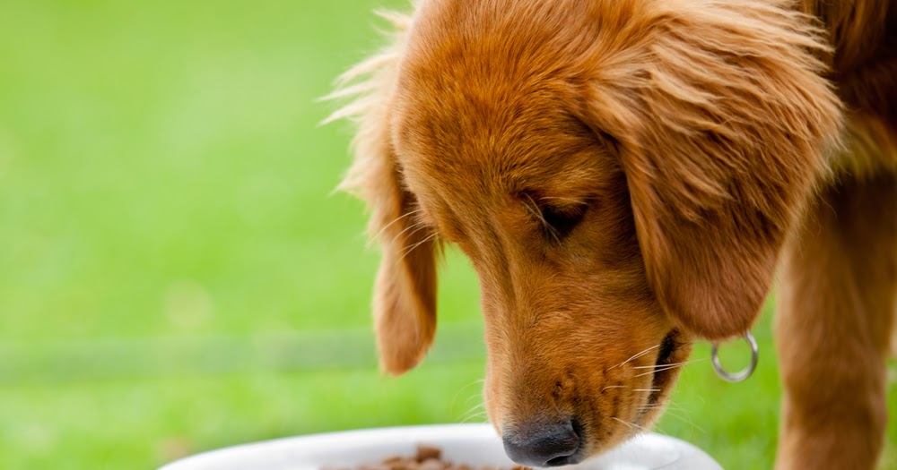 Can Dogs Be Allergic To Canned Dog Food Can Dogs Be Allergic To Canned Dog Food