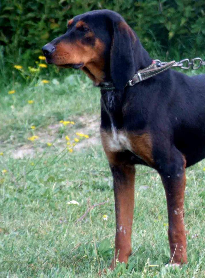Av Köpekleri (Kurzhaar) KANGALLAR ALEMİ